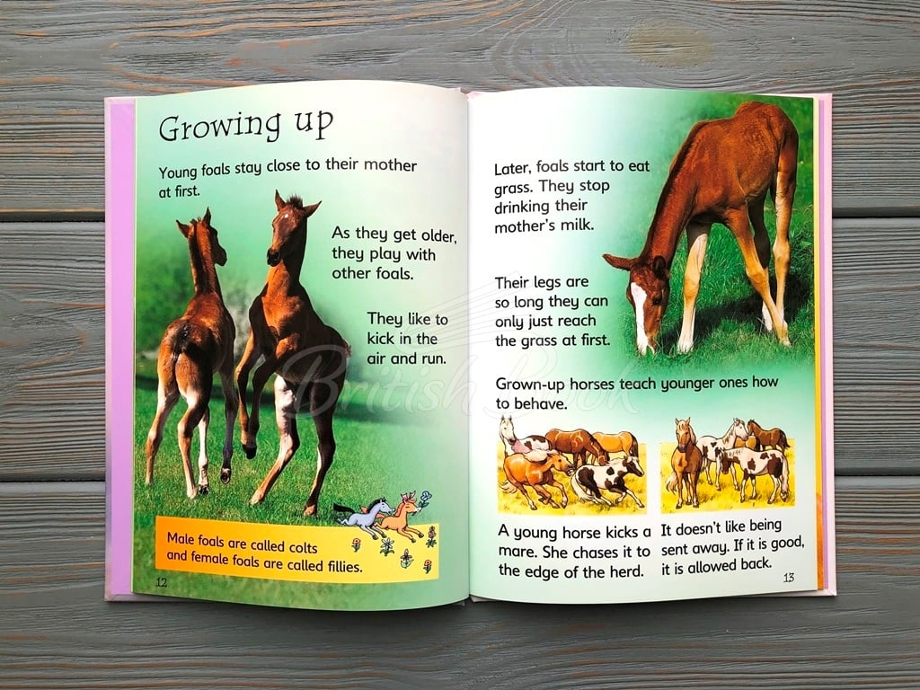 Книга Usborne Beginners Horses and Ponies зображення 5