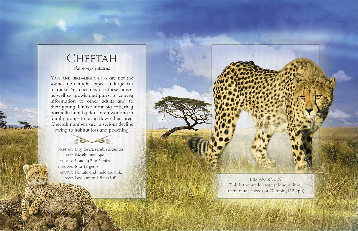 Книга The Little Book of Safari Animal Sounds изображение 2
