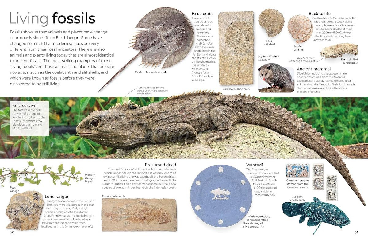 Книга Fossil изображение 5
