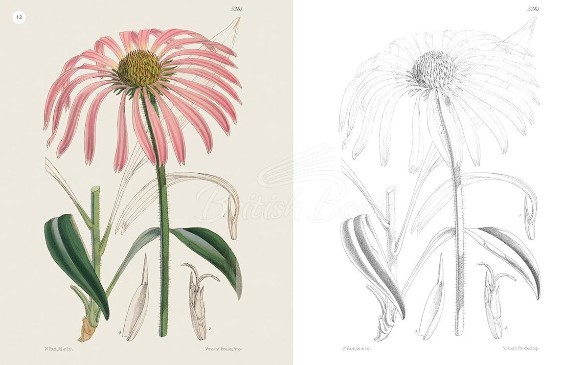 Книга The Kew Gardens Flowering Plants Colouring Book изображение 3