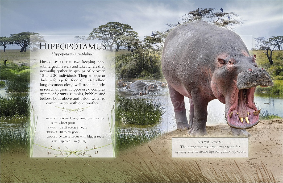 Книга The Little Book of Safari Animal Sounds зображення 1