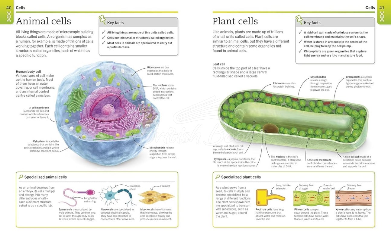 Книга Super Simple Biology изображение 2