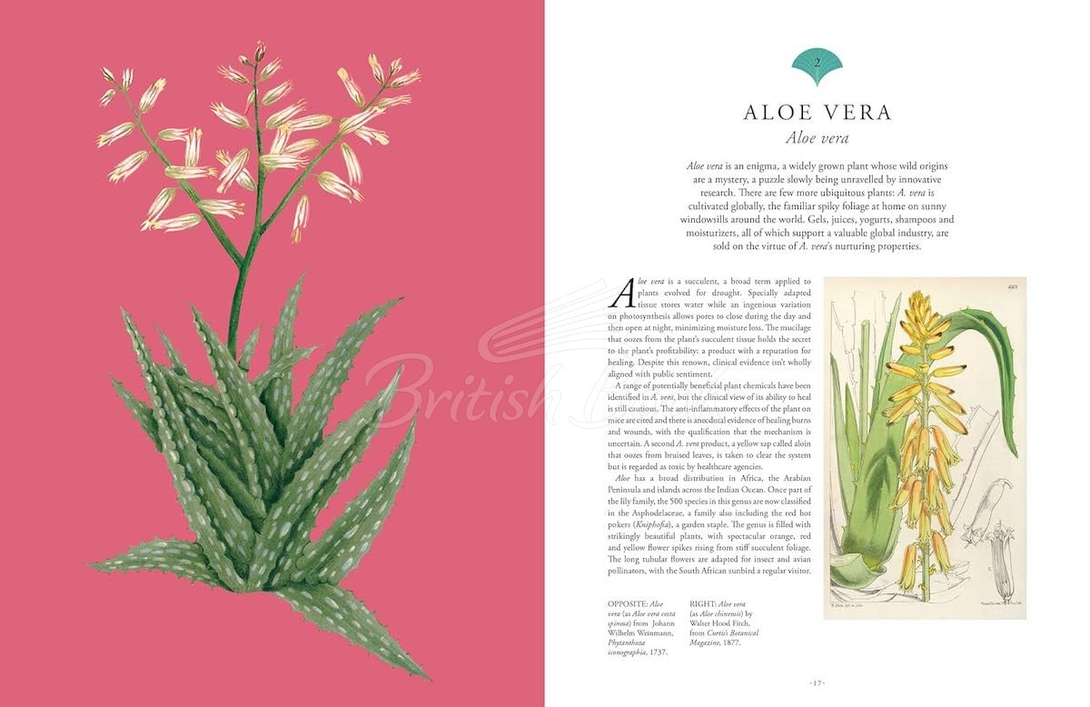 Книга Kew Rare Plants изображение 1