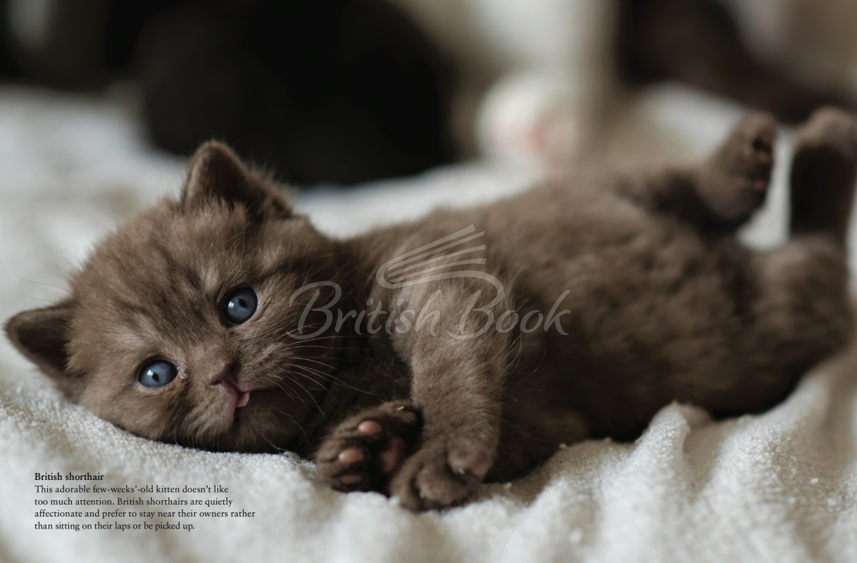 Книга Cats: A Celebration of Our Feline Friends изображение 4