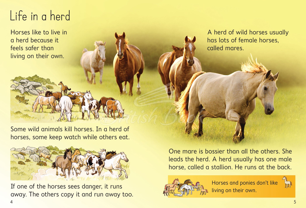 Книга Usborne Beginners Horses and Ponies изображение 1