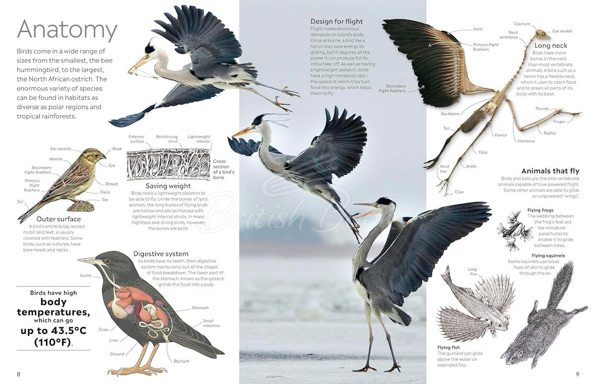 Книга Bird зображення 2