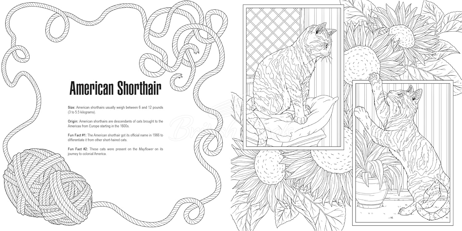 Книга Cats: A Smithsonian Coloring Book зображення 10