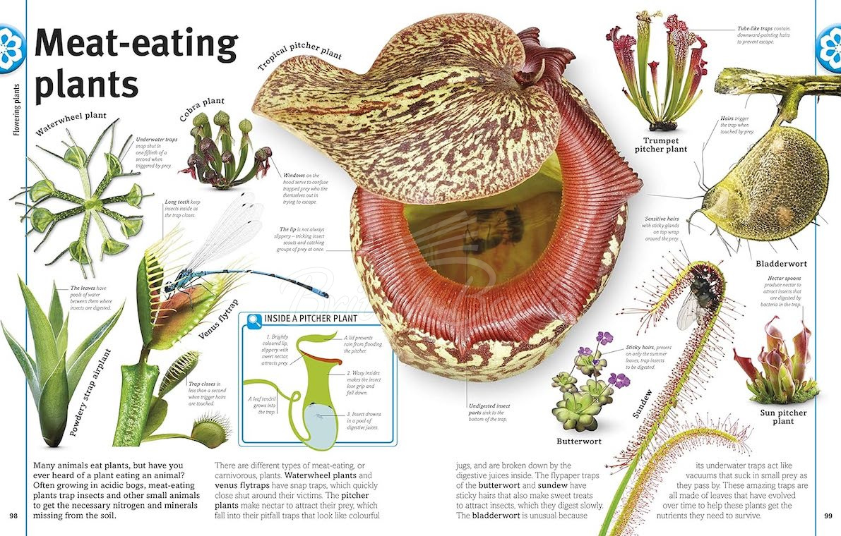 Книга Our World in Pictures Trees, Leaves, Flowers and Seeds купити