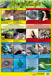 Reptiles Poster