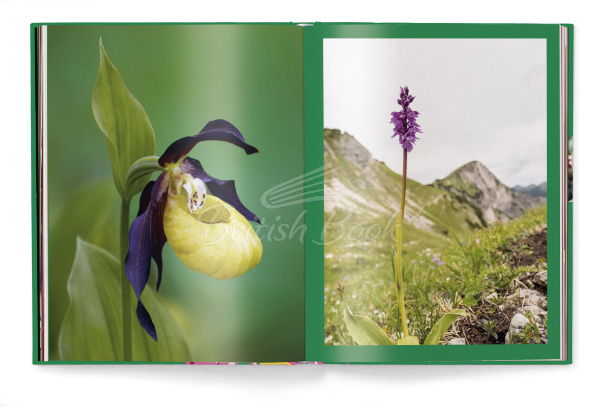 Книга Floramour: Orchids зображення 3