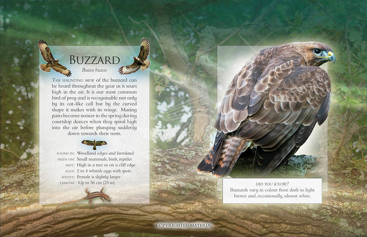 Книга The Little Book of Woodland Bird Song изображение 1