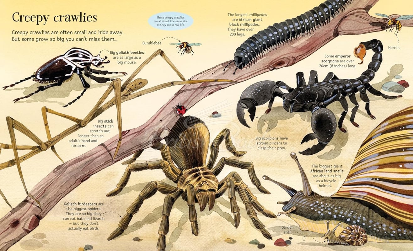 Книга Big Book of Big Animals зображення 5