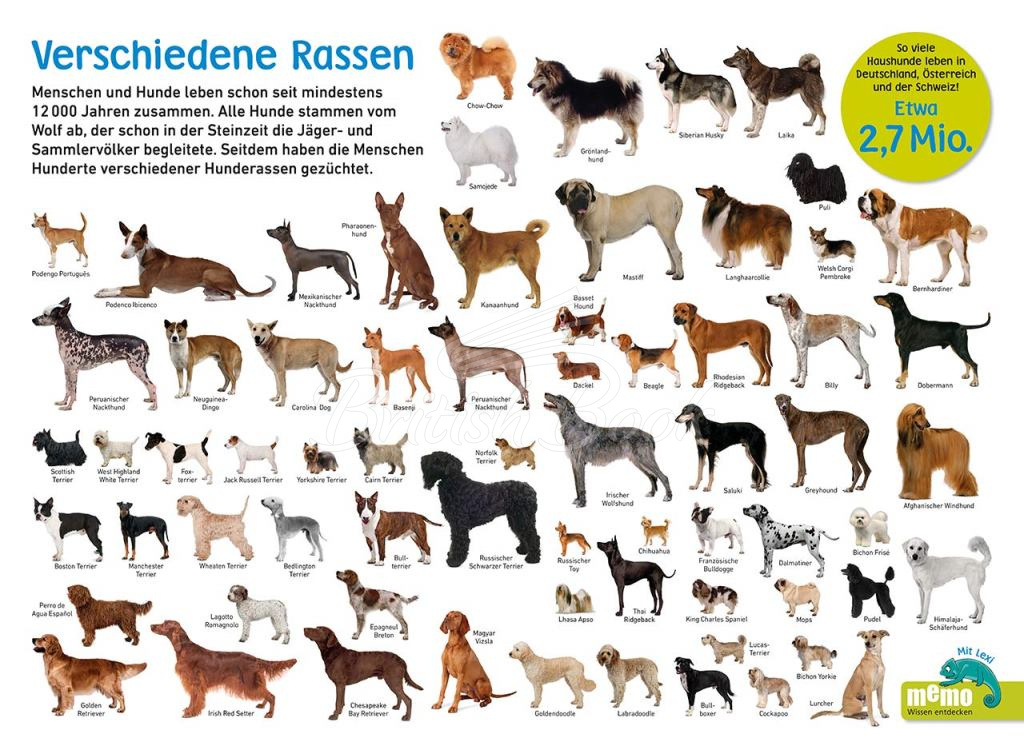 Книга memo Wissen entdecken: Hunde зображення 8