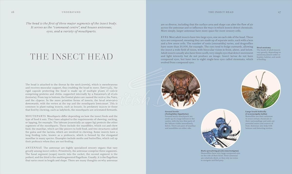 Книга Insects зображення 4