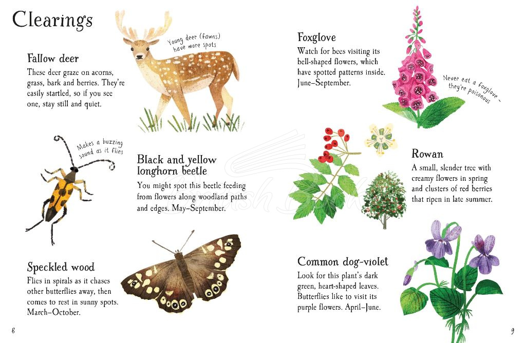 Книга Woodland Life to Spot зображення 1