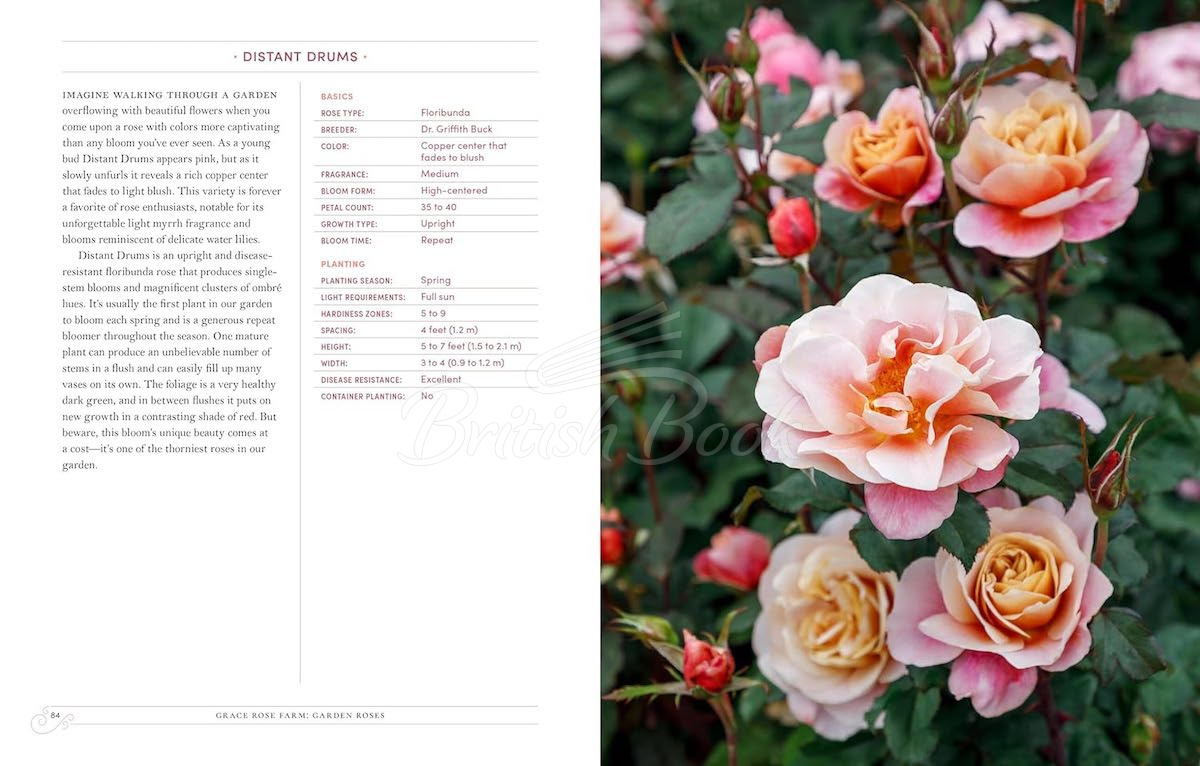Книга Garden Roses зображення 4