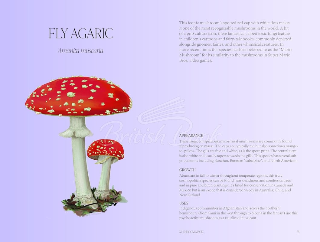 Книга Mushroom Magic зображення 7