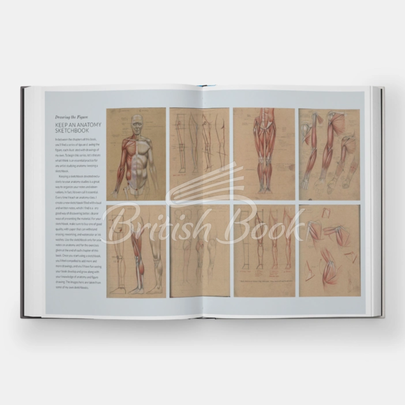Книга Basic Human Anatomy: An Essential Visual Guide for Artists зображення 3