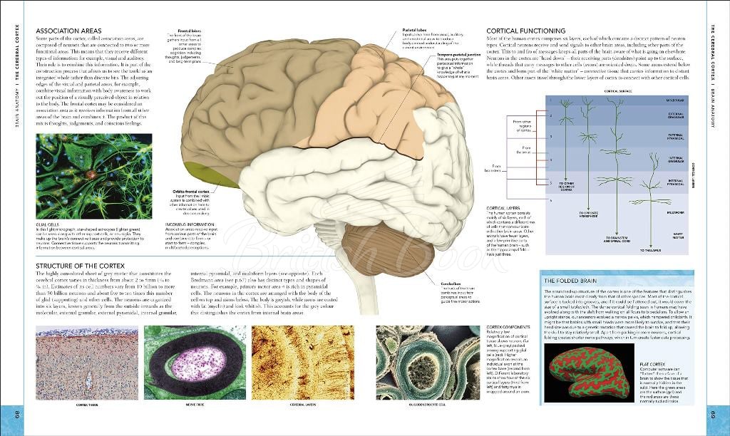 Книга The Brain Book изображение 1