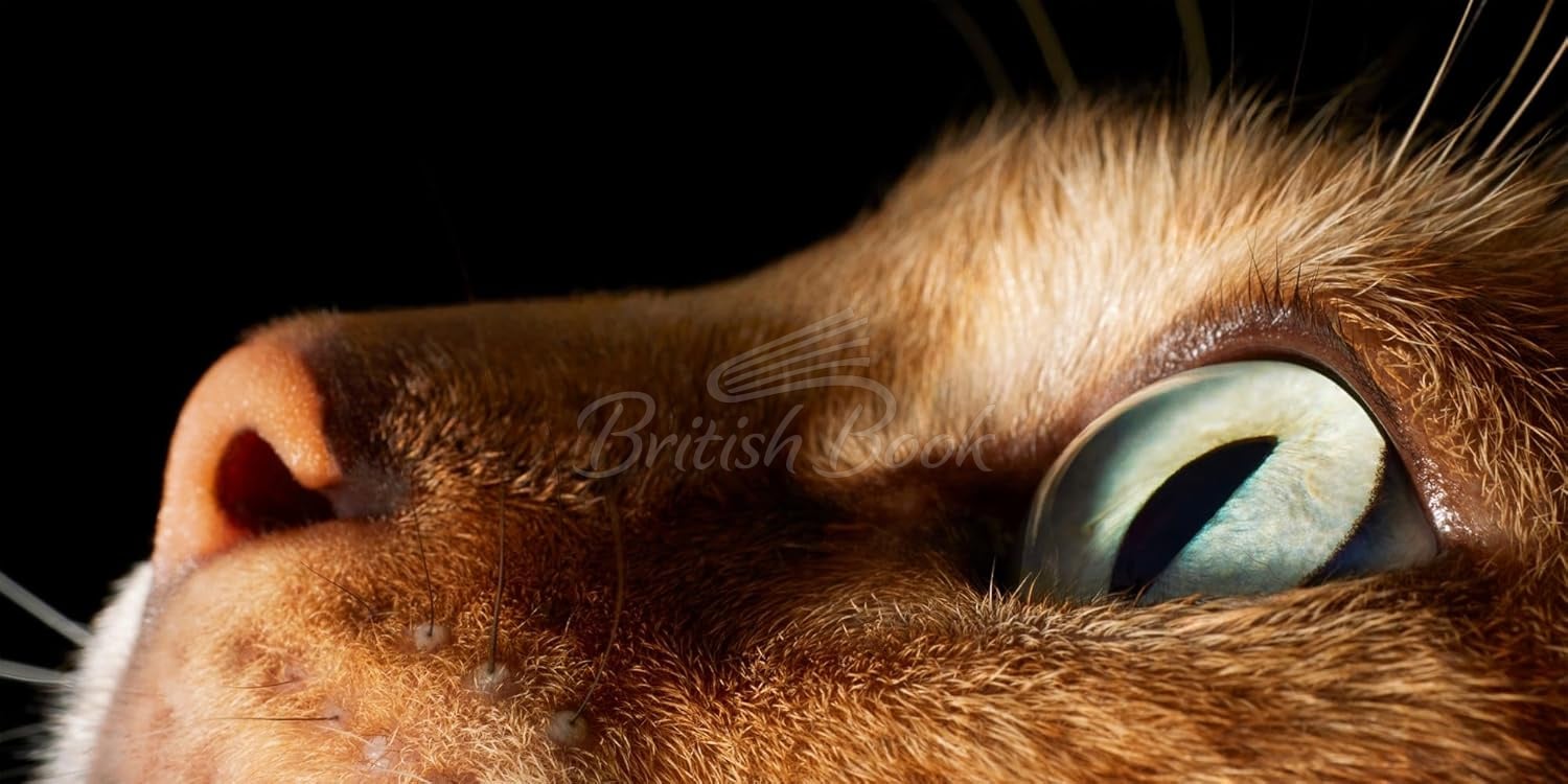 Книга Feline: Photographs изображение 2