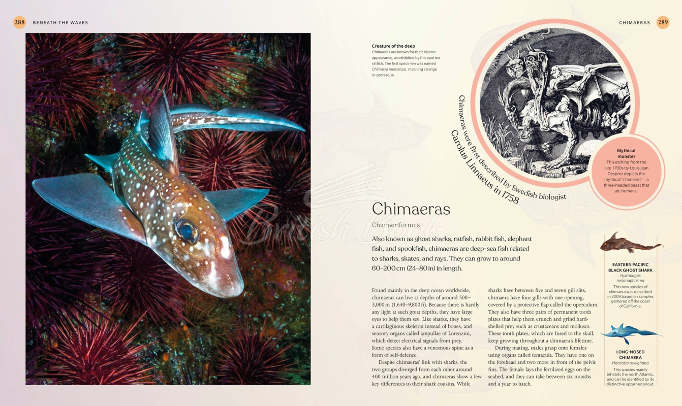 Книга The Ocean Book зображення 7