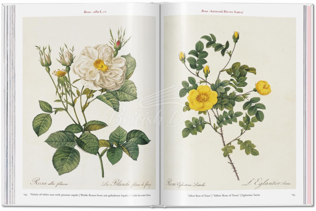 Книга Redouté: Roses зображення 5