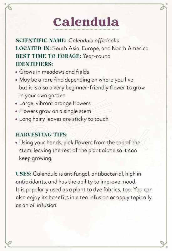 Картки Enchanted Foraging Deck зображення 7