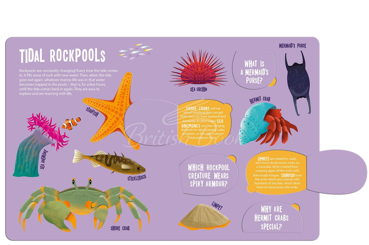 Книга Magic Searchlight: Ocean Animals изображение 3