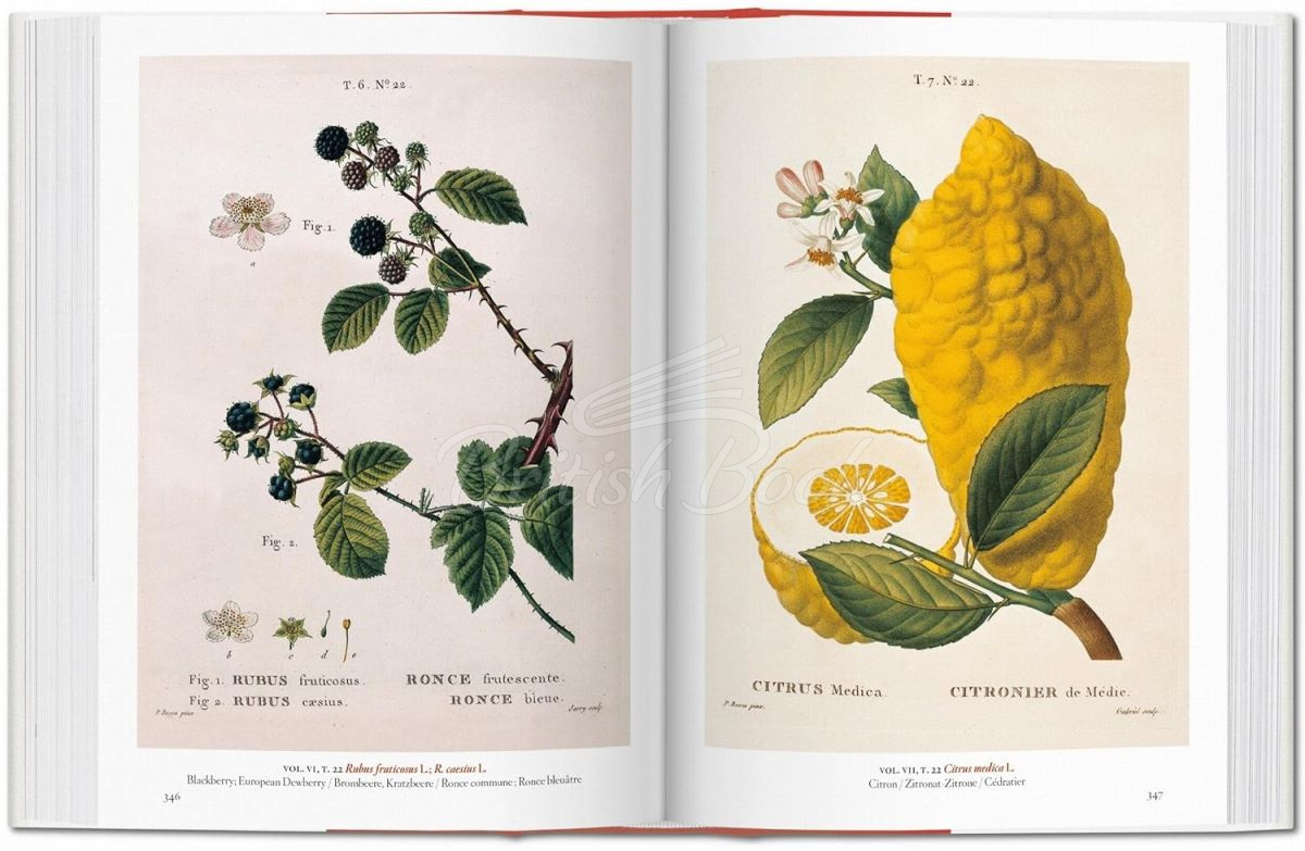 Книга A Garden Eden: Masterpieces of Botanical Illustration изображение 5