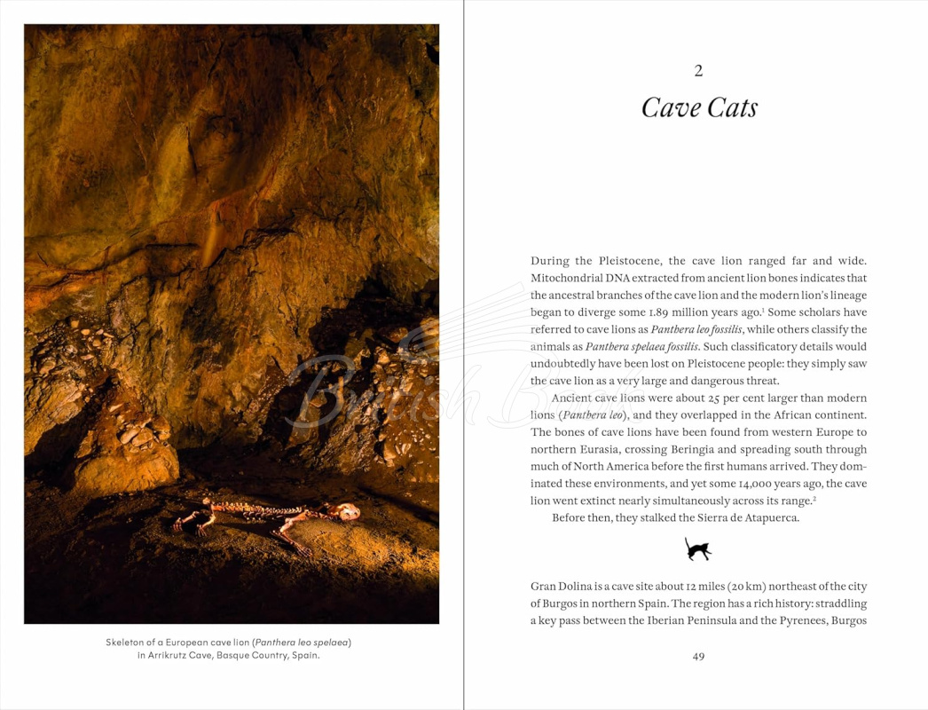 Книга Cat Tales: A History изображение 4