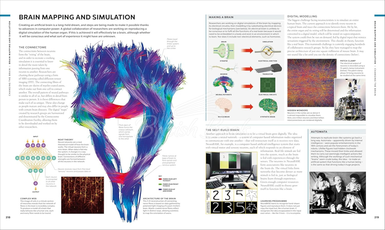 Книга The Brain Book: A Visual Guide to Structure and Function изображение 5