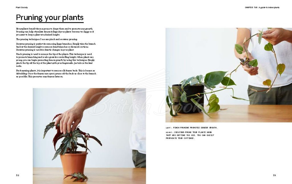 Книга Plant Society зображення 6