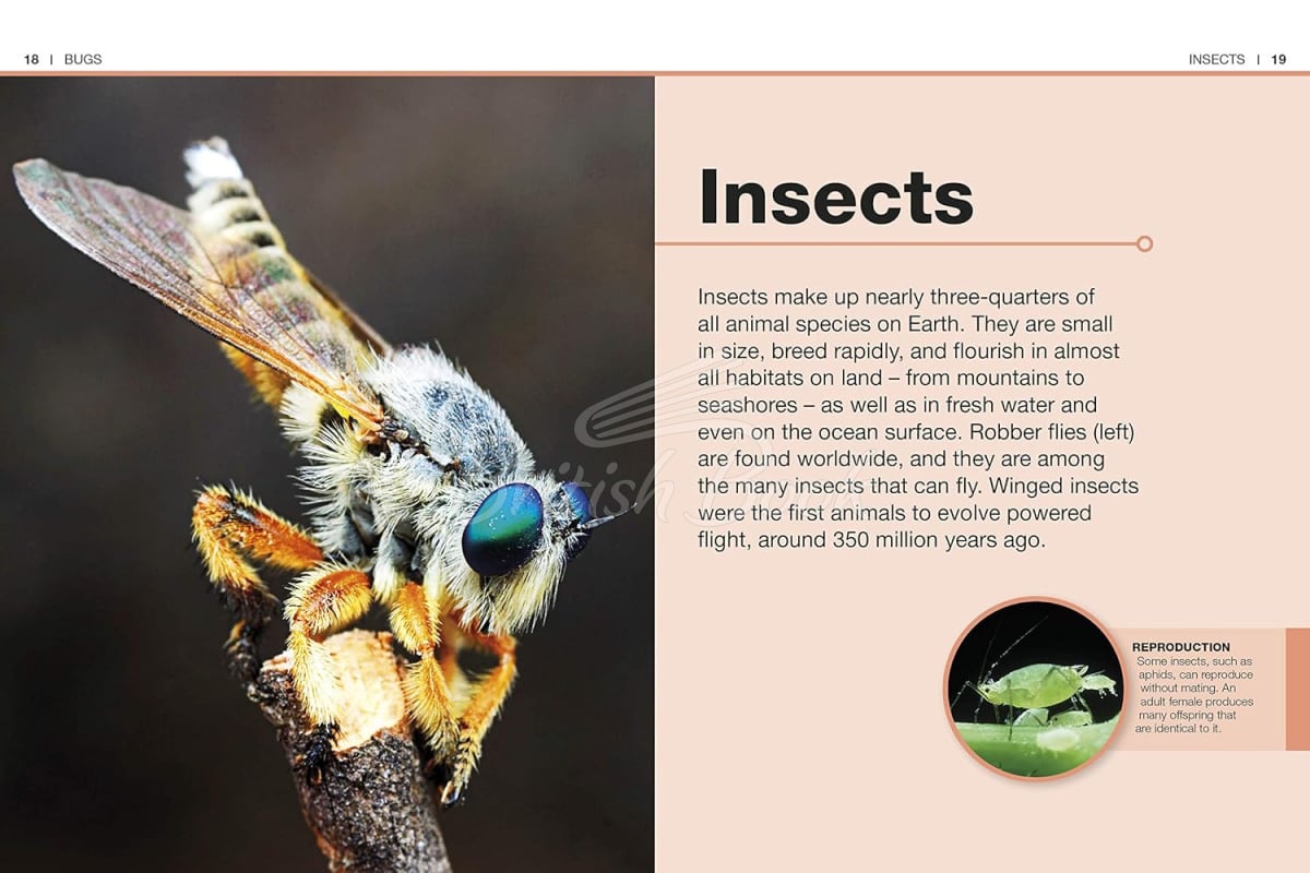 Книга Pocket Eyewitness: Insects изображение 1