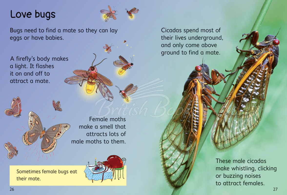 Книга Usborne Beginners Bugs изображение 3