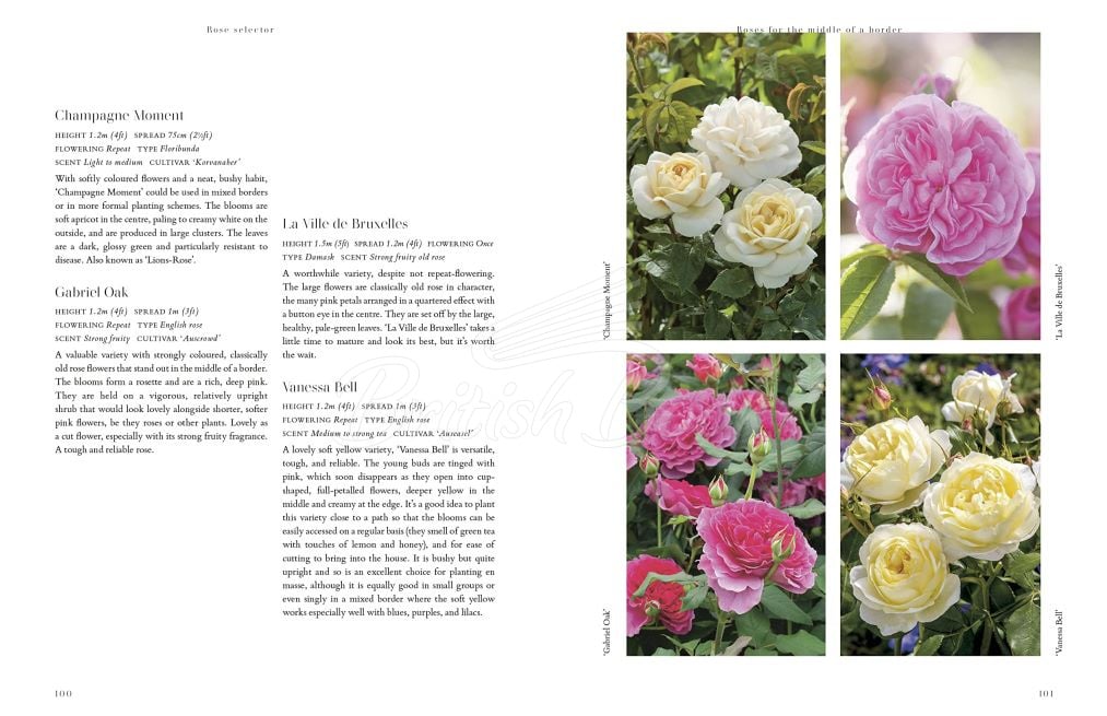 Книга RHS Roses зображення 3