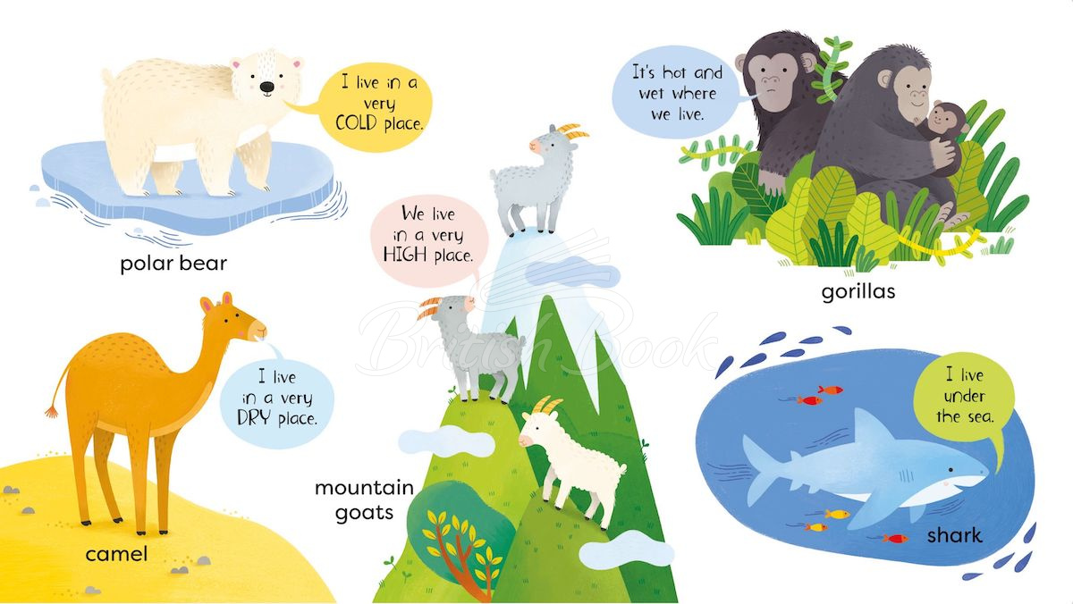 Книга First Animals Book изображение 2