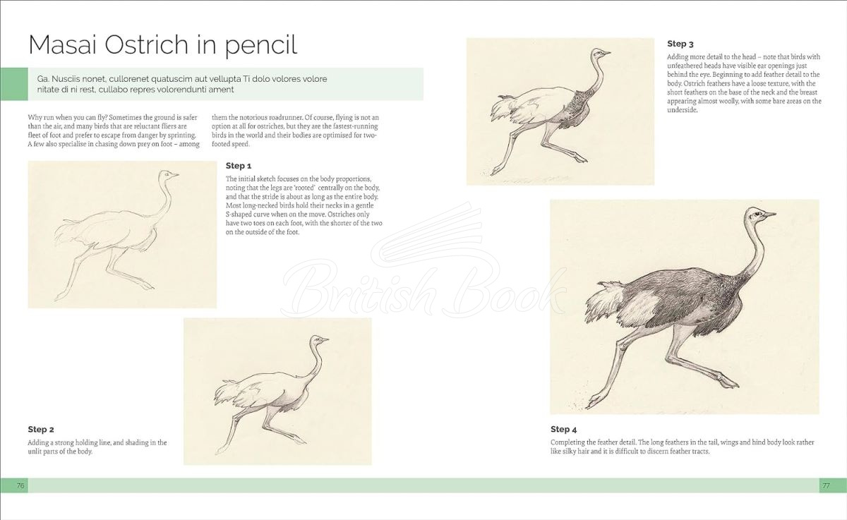 Книга Drawing Birds: A Complete Step-by-Step Guide зображення 3