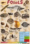 Fossils Poster