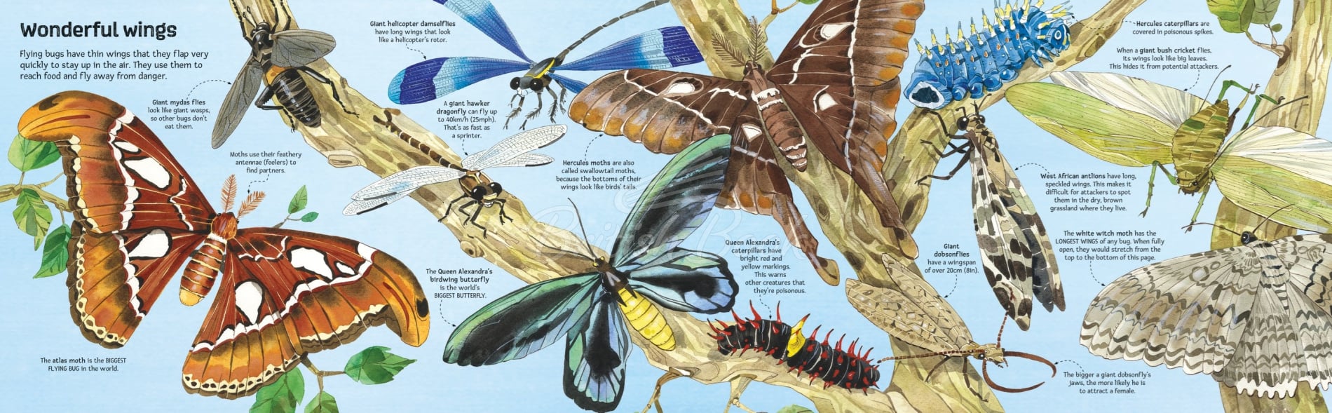 Книга Big Book of Big Bugs зображення 2