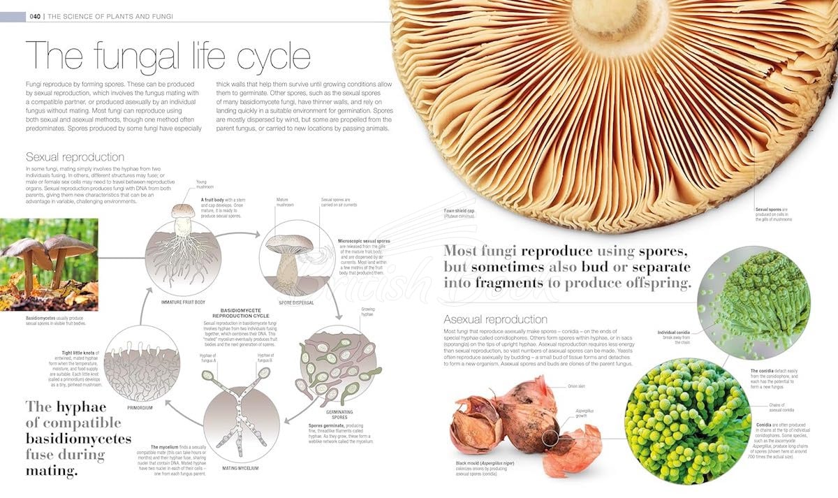 Книга Plants & Fungi: The Definitive Visual Guide изображение 3