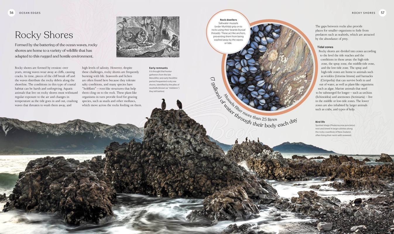 Книга The Ocean Book зображення 1