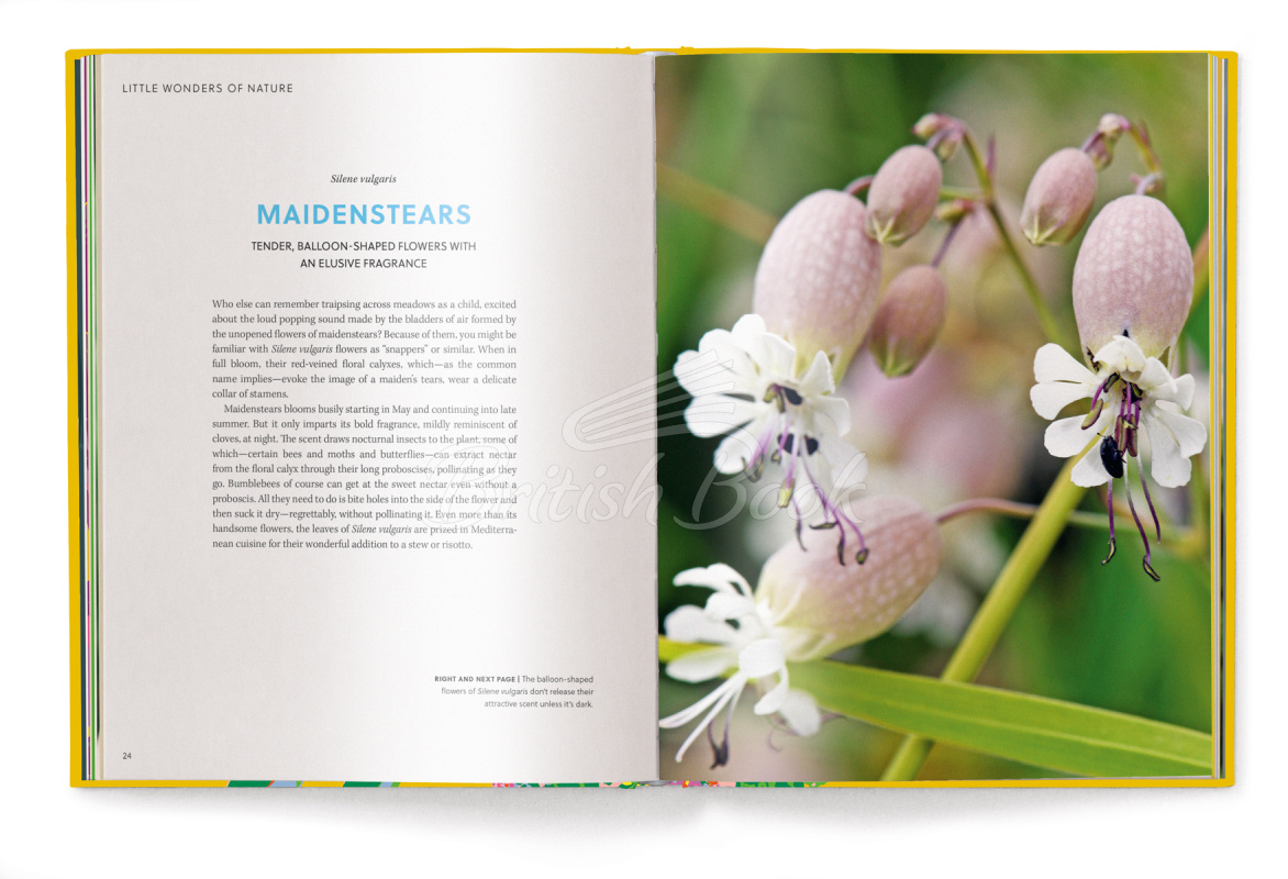 Книга Floramour: Wild Flowers изображение 5