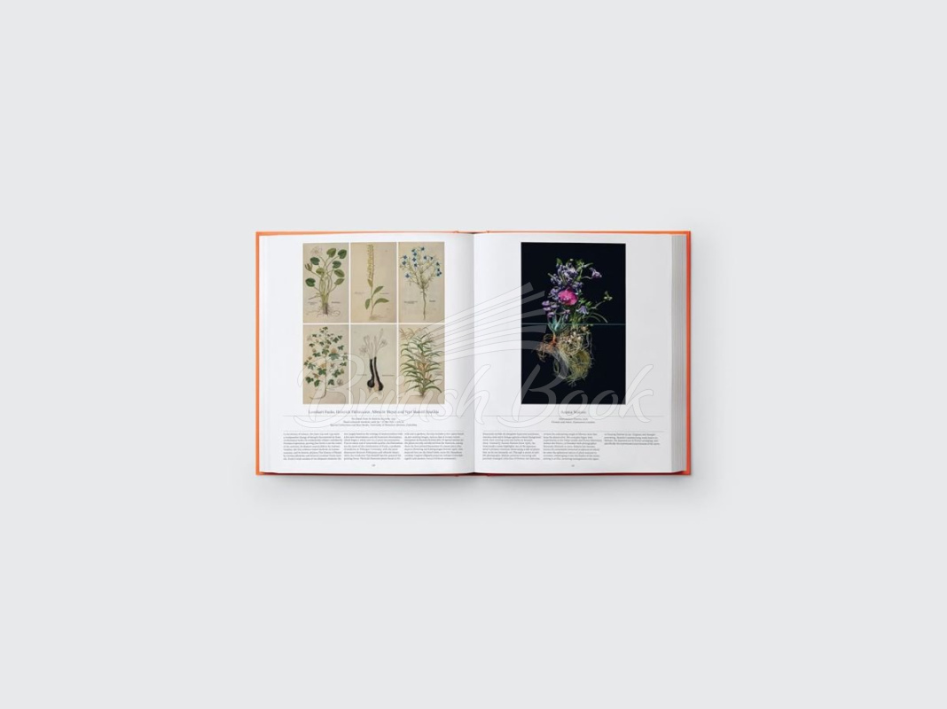 Книга Flower: Exploring the World in Bloom зображення 9