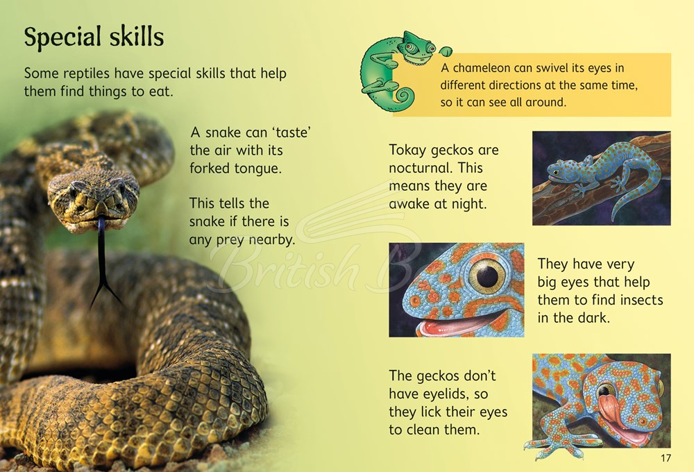 Книга Usborne Beginners Reptiles зображення 2