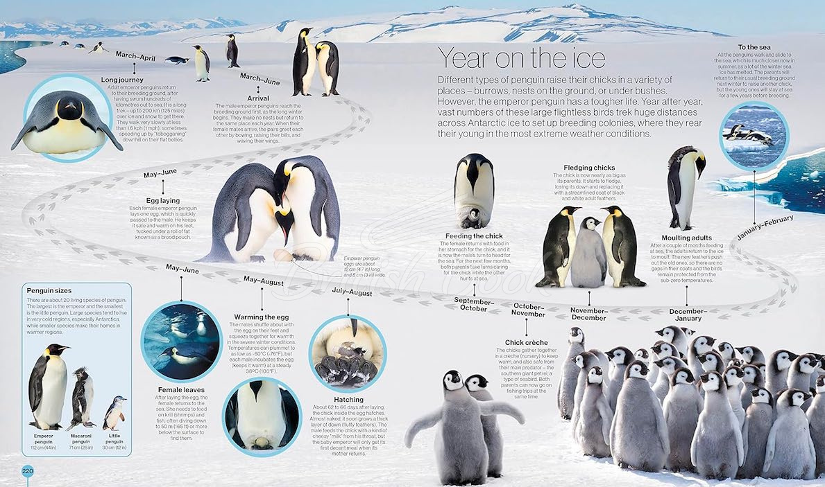 Книга Timelines of Nature изображение 2