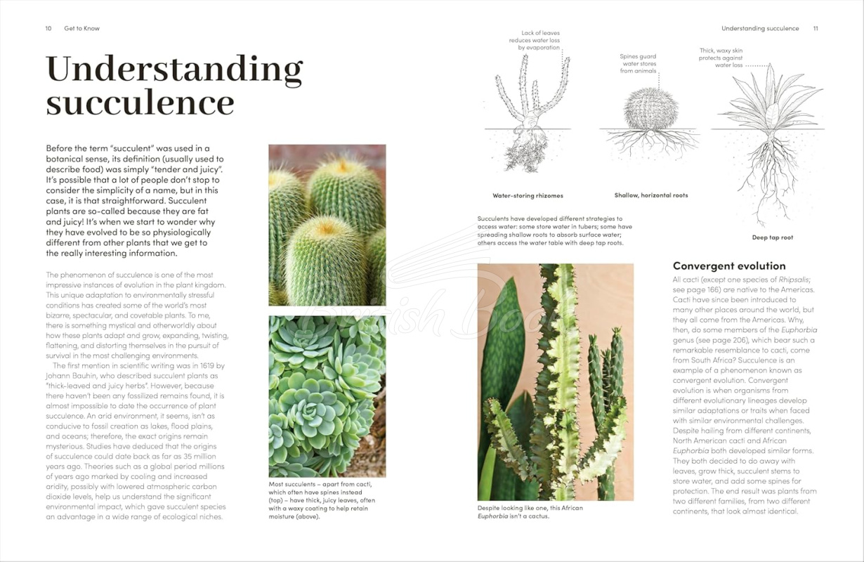 Книга Cacti and Succulents: The Plant Rescuer's On-point Advice to Keep Your Plants Looking Sharp зображення 3