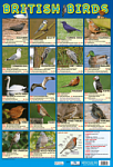 British Birds