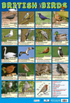 British Birds Poster