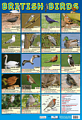 British Birds Poster