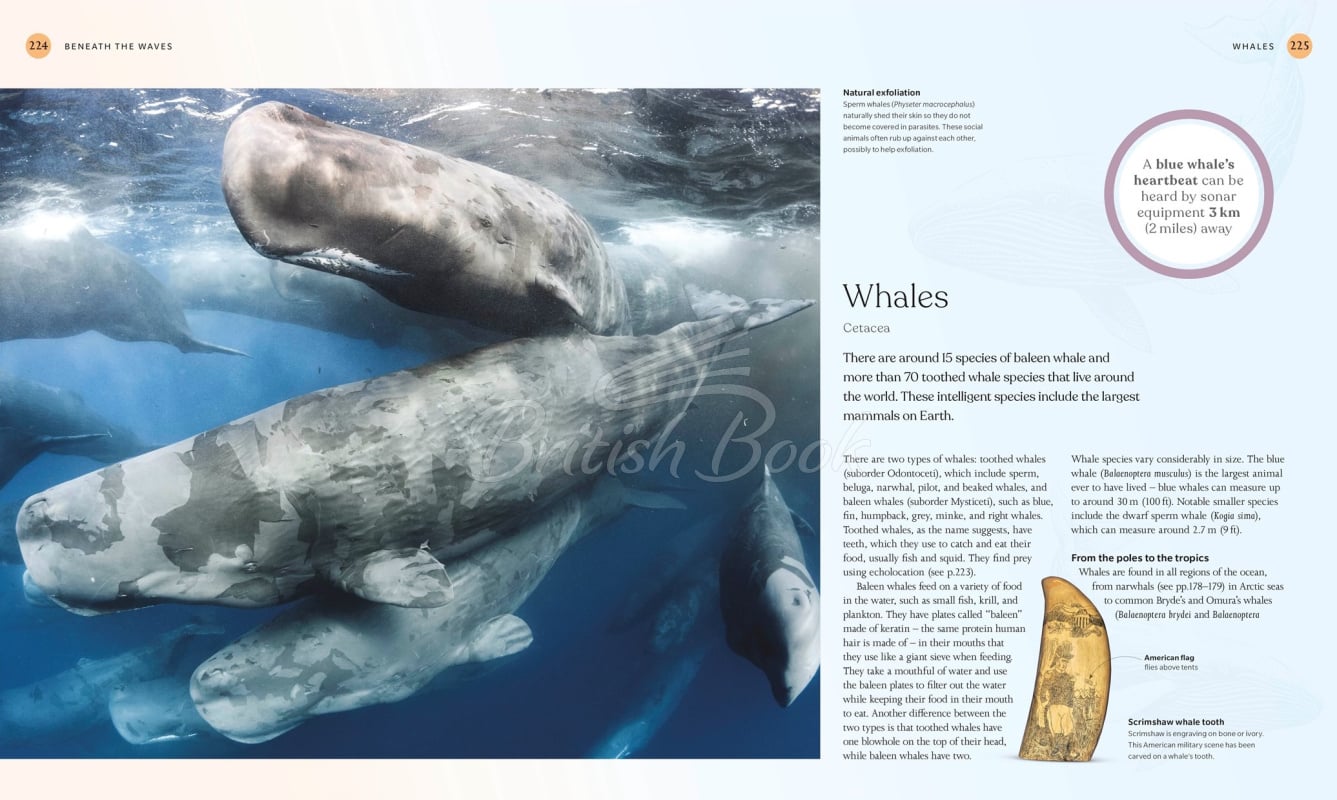Книга The Ocean Book зображення 5
